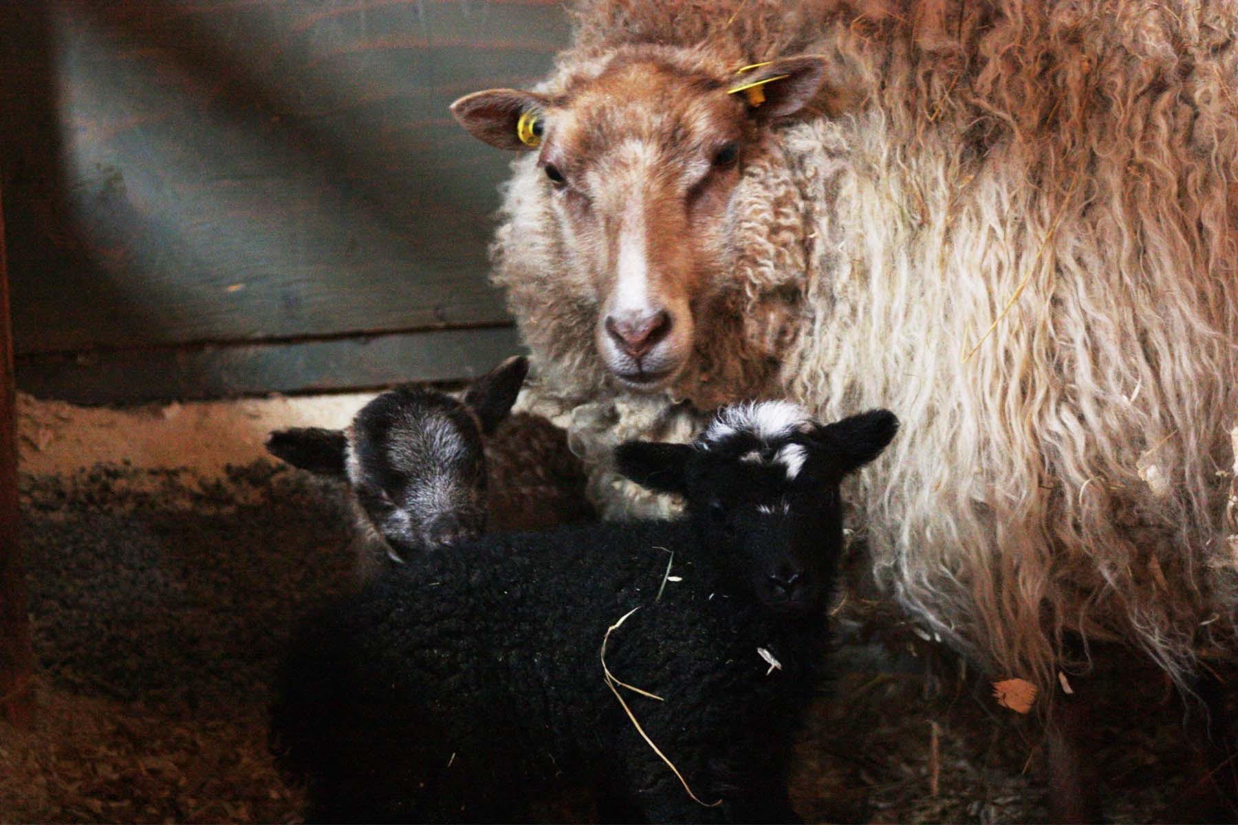 Domaine des Trois-Vents