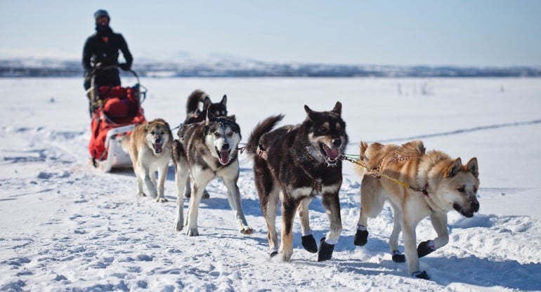 husky-aventure-harricana-a-val-dor